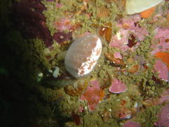 Sycozoa