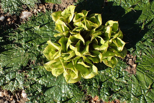 Image of Arctopus monacanthus by no rights reserved