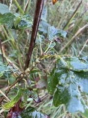 Neuroterus rileyi
