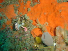 Sycozoa