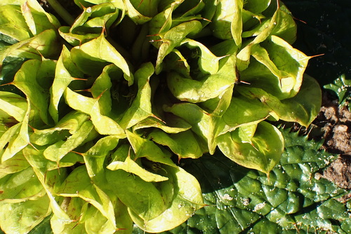 Image of Arctopus monacanthus by no rights reserved