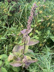 Stachys eplingii