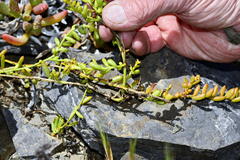 Thesium frisea frisea