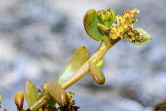 Thesium frisea frisea