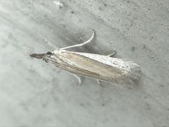 Tampa dimediatella