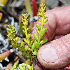 Thesium frisea frisea