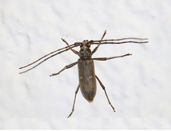 Susuacanga stigmatica