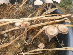 Agaricales