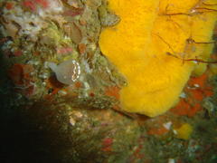 Sycozoa
