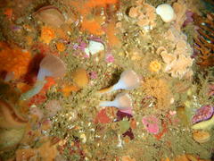 Sycozoa