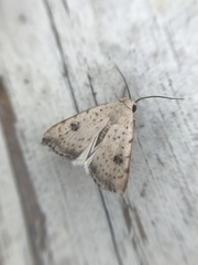 Micrathetis triplex