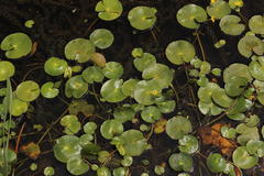 Nymphoides thunbergiana