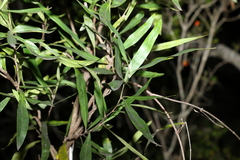Grevillea helmsiae