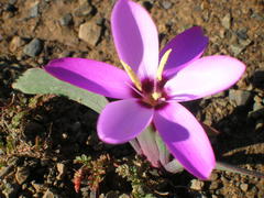 Hesperantha humilis