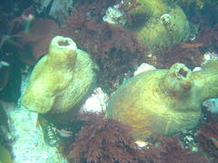 Pyura stolonifera