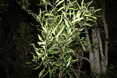 Grevillea helmsiae