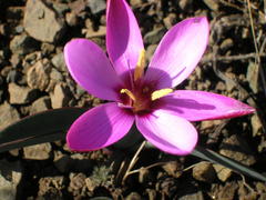 Hesperantha humilis