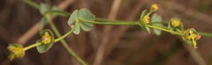 Euphorbia striata