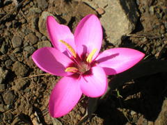 Hesperantha humilis