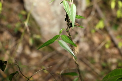 Secamone elliptica