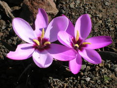 Hesperantha humilis