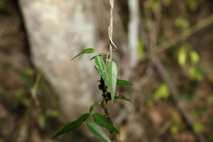 Secamone elliptica