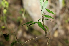 Secamone elliptica