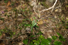Secamone elliptica