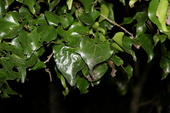 Barklya syringifolia