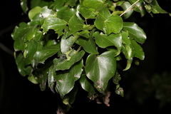 Barklya syringifolia