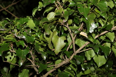 Barklya syringifolia