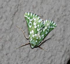 Drepanogynis bifasciata