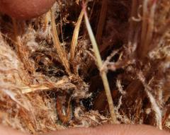 Trichostetha capensis