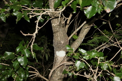 Barklya syringifolia