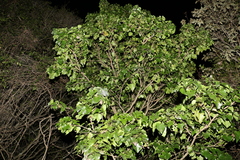 Barklya syringifolia