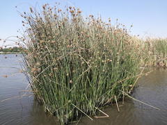 Schoenoplectus scirpoides