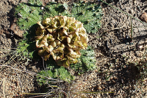 Image of Paper Bearpaw (Arctopus monacanthus) by no rights reserved