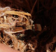 Trichostetha capensis