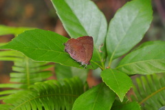 Arhopala rama