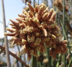 Schoenoplectus scirpoides