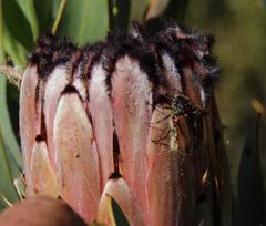 Trichostetha capensis