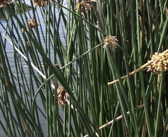 Schoenoplectus scirpoides