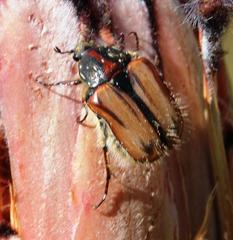 Trichostetha capensis