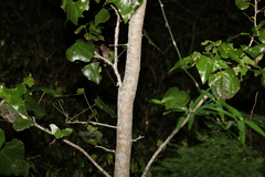 Barklya syringifolia