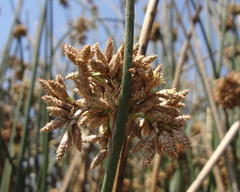 Schoenoplectus scirpoides