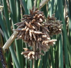 Schoenoplectus scirpoides