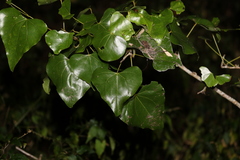 Barklya syringifolia