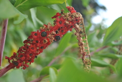 Phytolacca pruinosa