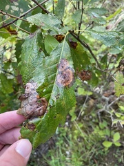 Cristulariella