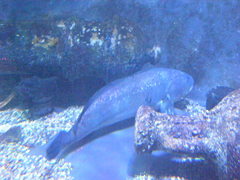 Argyrosomus regius